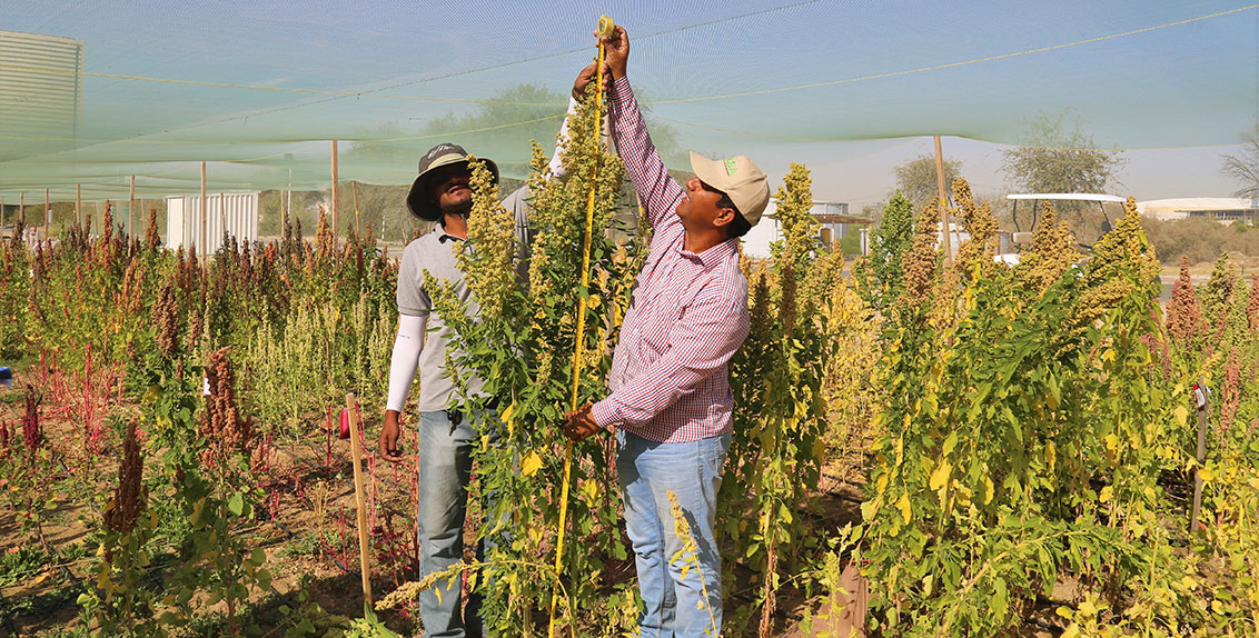 The main goal is to identify genes or quantitative trait loci (QTLs) responsible for agronomic and biochemical characters in quinoa and use those genes or QTLs in breeding to improve its yield, quality, and adaptability in marginal environments.