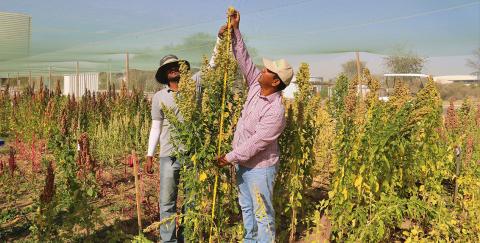 The main goal is to identify genes or quantitative trait loci (QTLs) responsible for agronomic and biochemical characters in quinoa and use those genes or QTLs in breeding to improve its yield, quality, and adaptability in marginal environments.