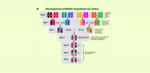 Based on the review of previous research on various crops, including pigeon pea, chickpea, faba bean, durum wheat, barley and rice, the study shows that crop populations obtained from multi-parent crosses enable a genetic analysis of complex traits in different crops and facilitate modern as well as conventional plant breeding.